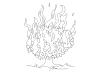 Burnbush.gif